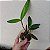 Cattleya forbesii - Imagem 11
