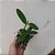 Cattleya forbesii - Imagem 10