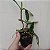 Cattleya forbesii - Imagem 9