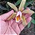 Cattleya forbesii - Imagem 7