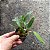Cattleya forbesii - Imagem 8