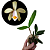 Cattleya forbesii - Imagem 3