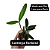 Cattleya forbesii - Imagem 4