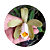 Cattleya forbesii - Imagem 2
