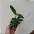 Cattleya forbesii - Imagem 3