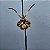 Oncidium papilio (Psychopsis papilio) Orquídea Mariposa - Imagem 1