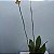 Oncidium papilio (Psychopsis papilio) Orquídea Mariposa - Imagem 9