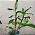 Dendrobium Gatton Sunray - Imagem 3