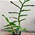 Dendrobium Gatton Sunray - Imagem 7