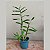 Dendrobium Gatton Sunray - Imagem 5