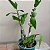 Dendrobium Gatton Sunray - Imagem 6