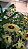 Dendrobium Gatton Sunray - Imagem 2
