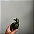 Sophronitis wittigiana (Cattleya wittigiana) - Imagem 4