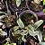 Sophronitis wittigiana (Cattleya wittigiana) - Imagem 6
