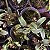 Sophronitis wittigiana (Cattleya wittigiana) - Imagem 7
