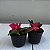 Sophronitis wittigiana (Cattleya wittigiana) - Imagem 9