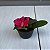 Sophronitis wittigiana (Cattleya wittigiana) - Imagem 8