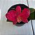 Sophronitis wittigiana (Cattleya wittigiana) - Imagem 1