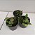 Sophronitis wittigiana (Cattleya wittigiana) - Imagem 2