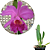 Cattleya luedemanniana x Lc. Nobile's Emotions - Imagem 4