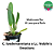 Cattleya luedemanniana x Lc. Nobile's Emotions - Imagem 3