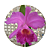 Cattleya luedemanniana x Lc. Nobile's Emotions - Imagem 2