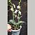 Phalaenopsis mini Mark - Imagem 3