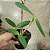 Brassolaeliocattleya Jinyti Ishikawa x Cattleya harrisoniana trilabelo alba - Imagem 4
