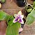 Phalaenopsis bellina coerulea - Imagem 1