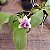 Phalaenopsis bellina coerulea - Imagem 3