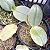 Phalaenopsis bellina coerulea - Imagem 4