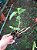 Dendrobium superbum ou anosmum pequena - Imagem 3