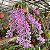 Dendrobium superbum ou anosmum pequena - Imagem 1