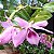 Dendrobium superbum ou anosmum pequena - Imagem 2