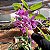 Dendrobium superbum ou anosmum pequena - Imagem 7