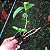 Dendrobium superbum ou anosmum pequena - Imagem 11