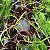 Dendrobium superbum ou anosmum pequena - Imagem 4