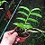Dendrobium superbum ou anosmum pequena - Imagem 2