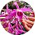 Dendrobium superbum ou anosmum pequena - Imagem 13