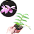 Dendrobium superbum ou anosmum pequena - Imagem 5