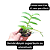 Dendrobium superbum ou anosmum pequena - Imagem 6