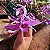 Dendrobium superbum ou anosmum pequena - Imagem 8