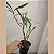 Eria multiflora (Pinalia multiflora) - Imagem 8