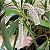 Eria multiflora (Pinalia multiflora) - Imagem 1