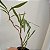 Eria multiflora (Pinalia multiflora) - Imagem 5