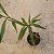 Eria multiflora (Pinalia multiflora) - Imagem 3