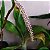 Eria multiflora (Pinalia multiflora) - Imagem 9