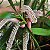 Eria multiflora (Pinalia multiflora) - Imagem 7