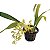 Gomesa sp - Imagem 2