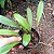 Masdevallia Angel Frost - Imagem 2